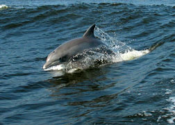 Dolphins riding the surf