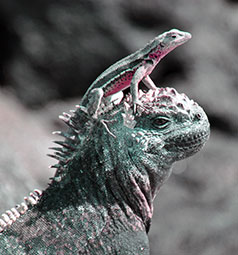 Iguana and Lizard